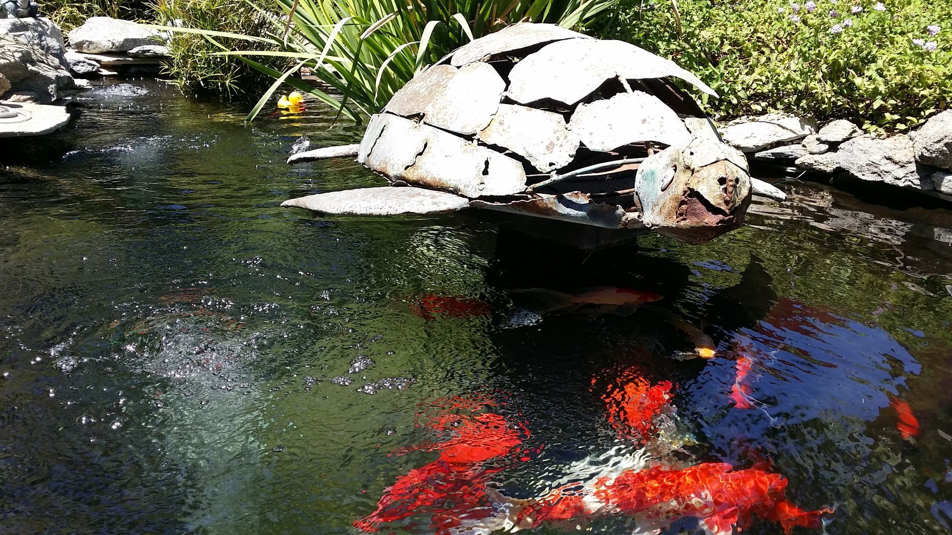 A turtle is floating on top of a pond filled with fish.