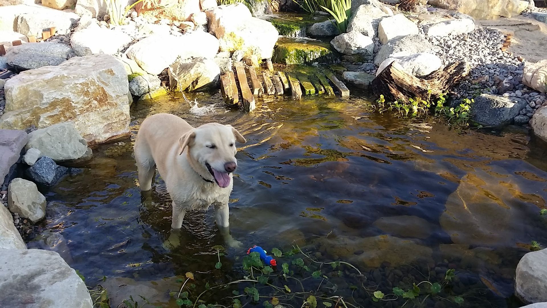 A dog is standing in a stream of water surrounded by rocks.