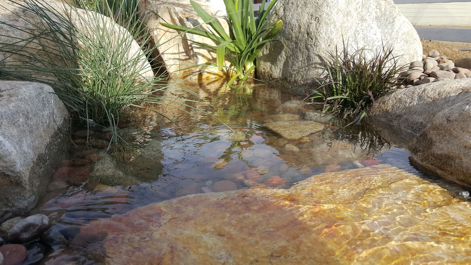 A small pond surrounded by rocks and plants in a garden.