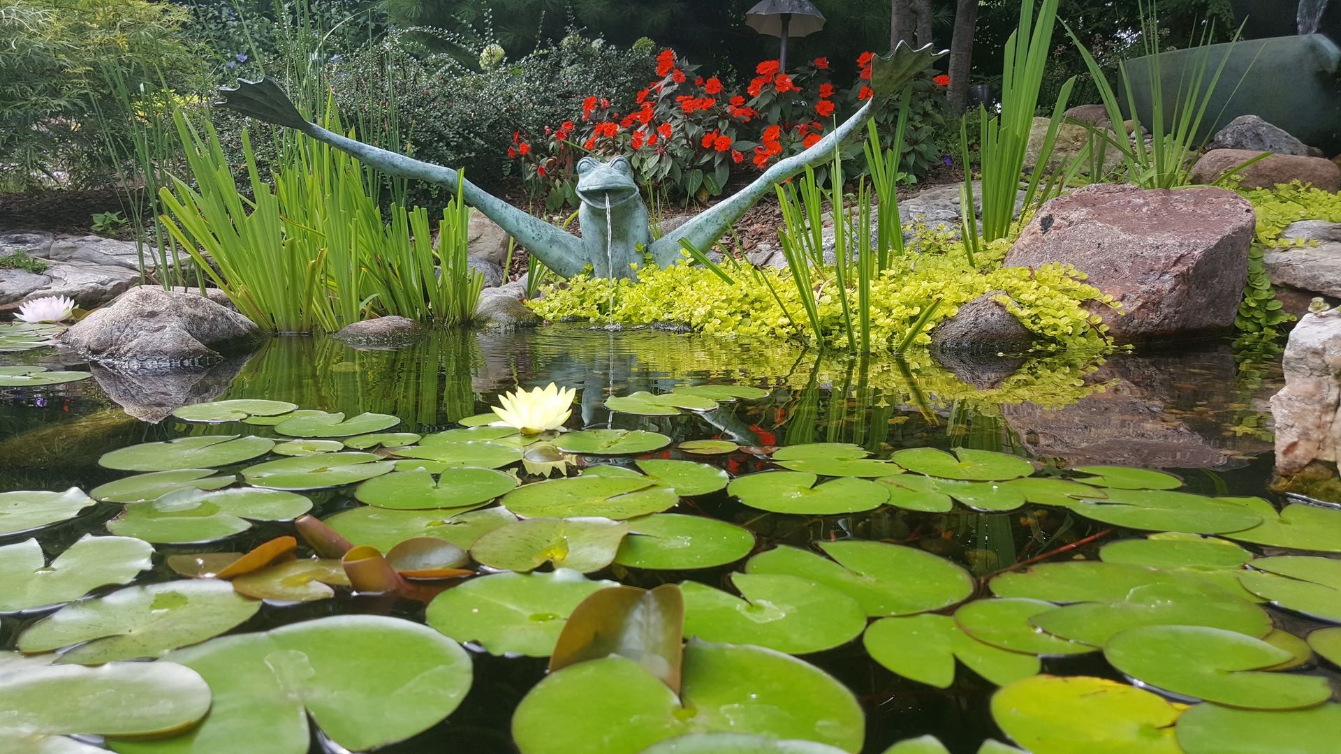 A pond filled with water lilies and a statue of a frog.