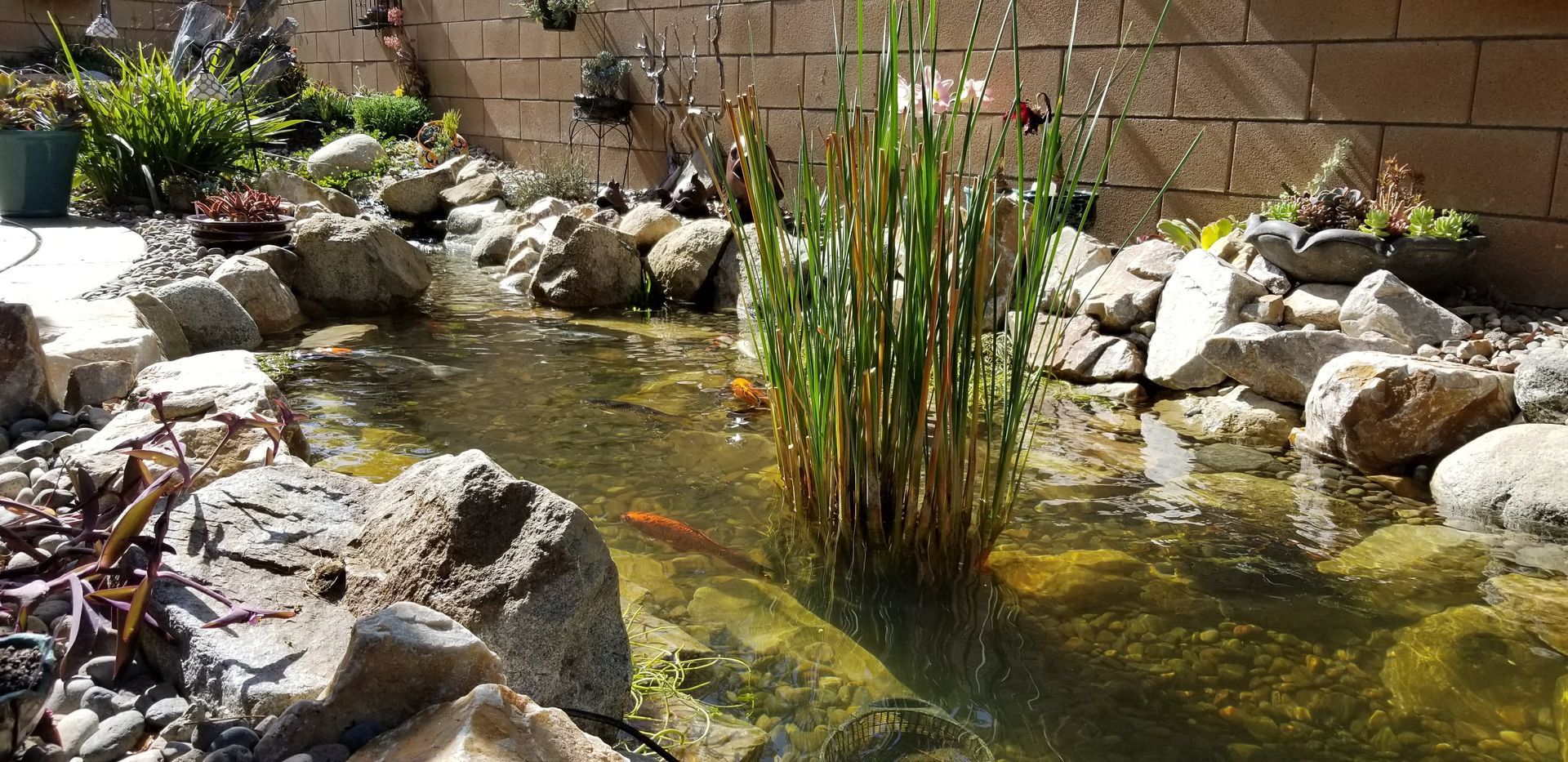 A pond surrounded by rocks and plants in a backyard.
