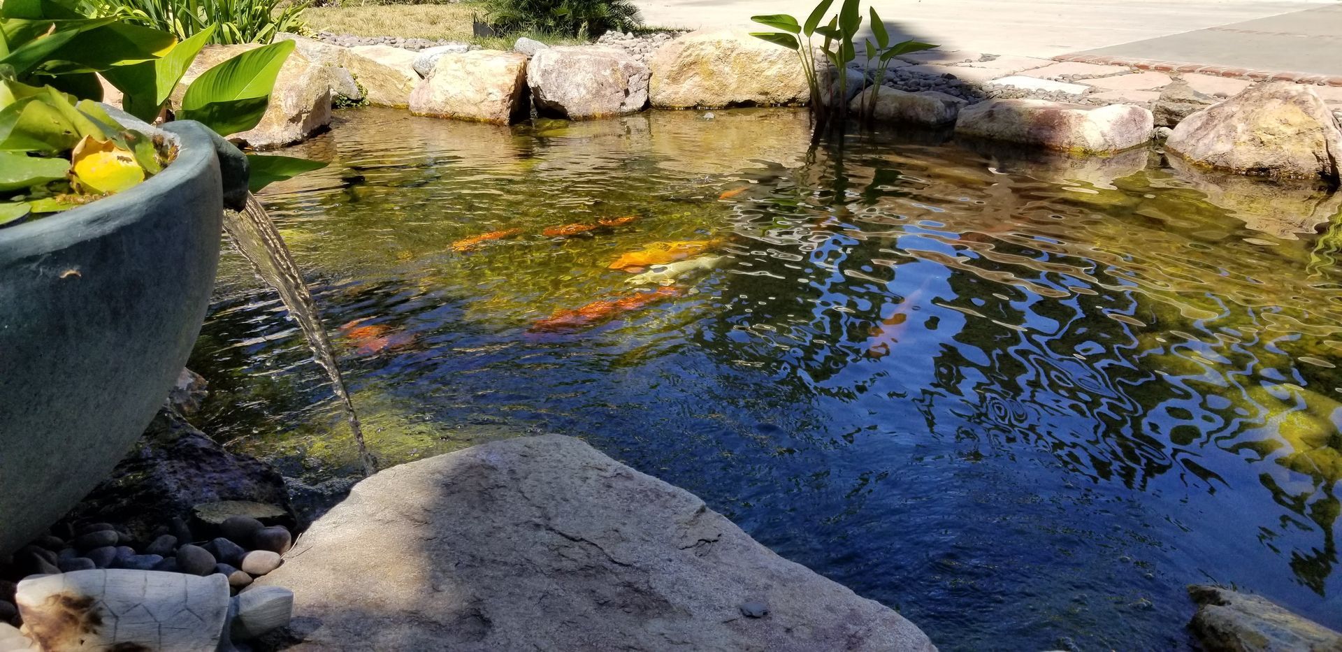 A pond filled with fish and rocks in a garden.