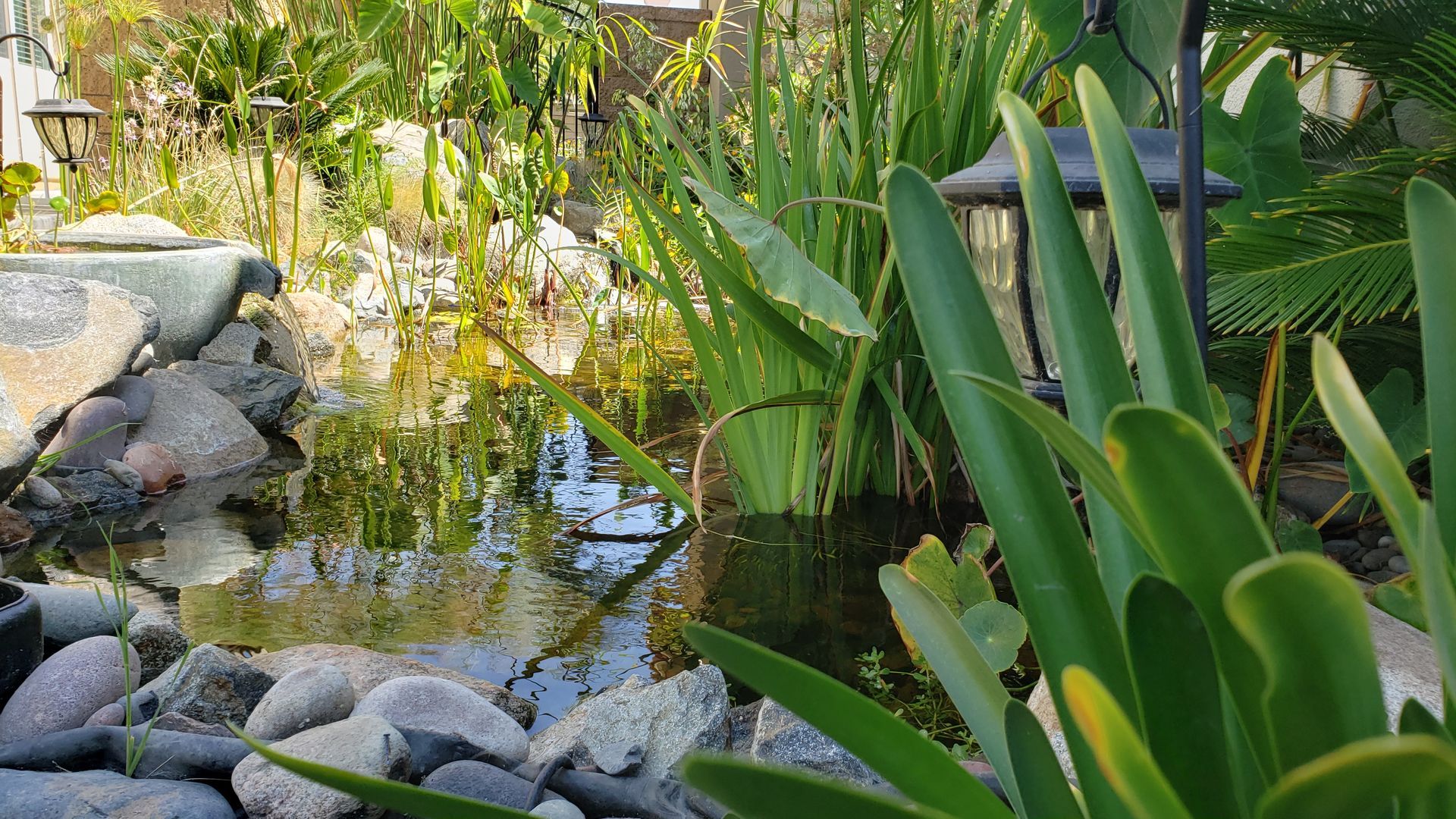 A pond surrounded by rocks and plants in a garden.