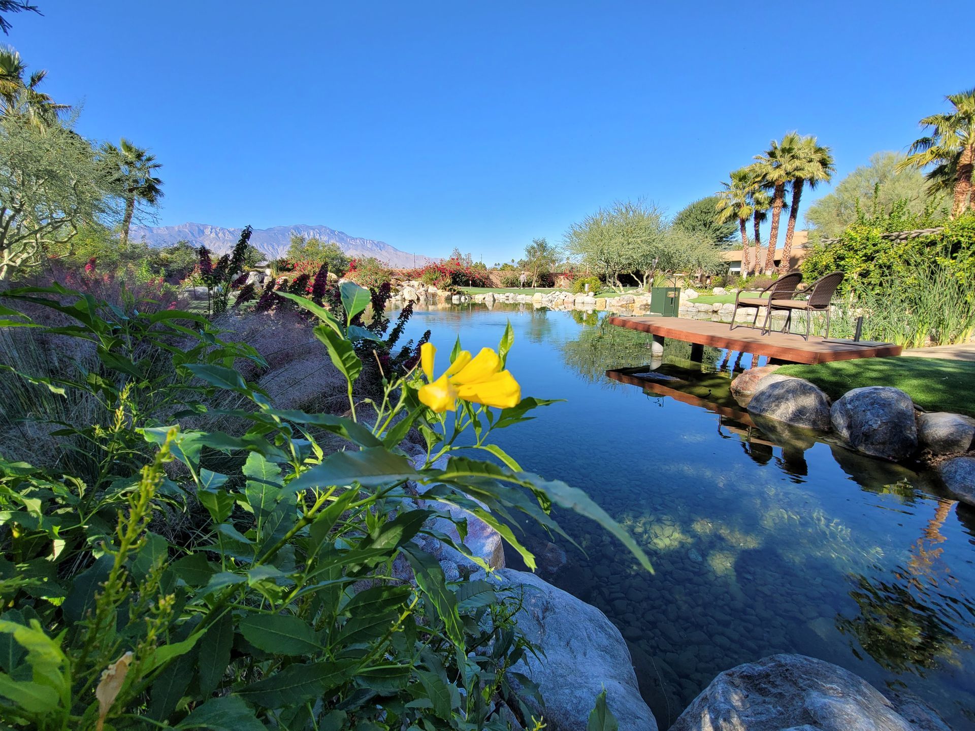 A yellow flower is in the foreground of a pond in a park.