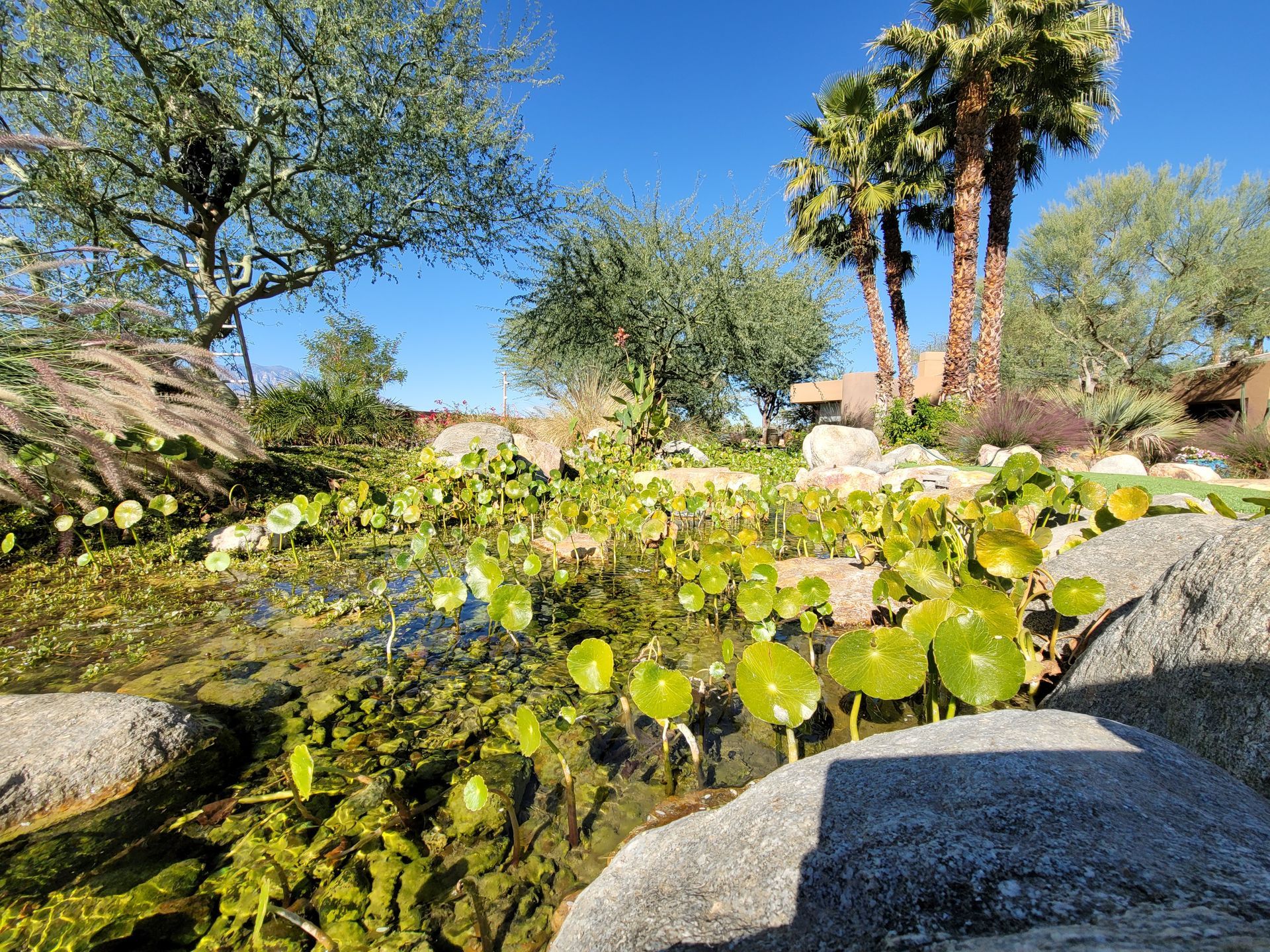 A pond with water lilies and palm trees in the background
