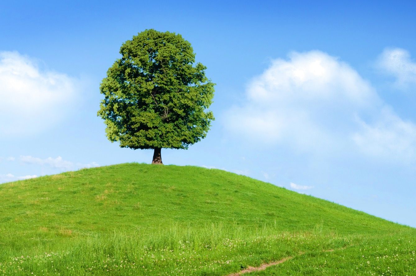 Beautiful Tree surrounded by green grass showing the beauty of preserving the environment