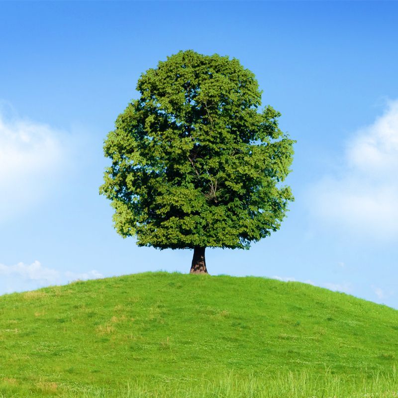 Beautiful lush tree surrounded by green grass on a hill