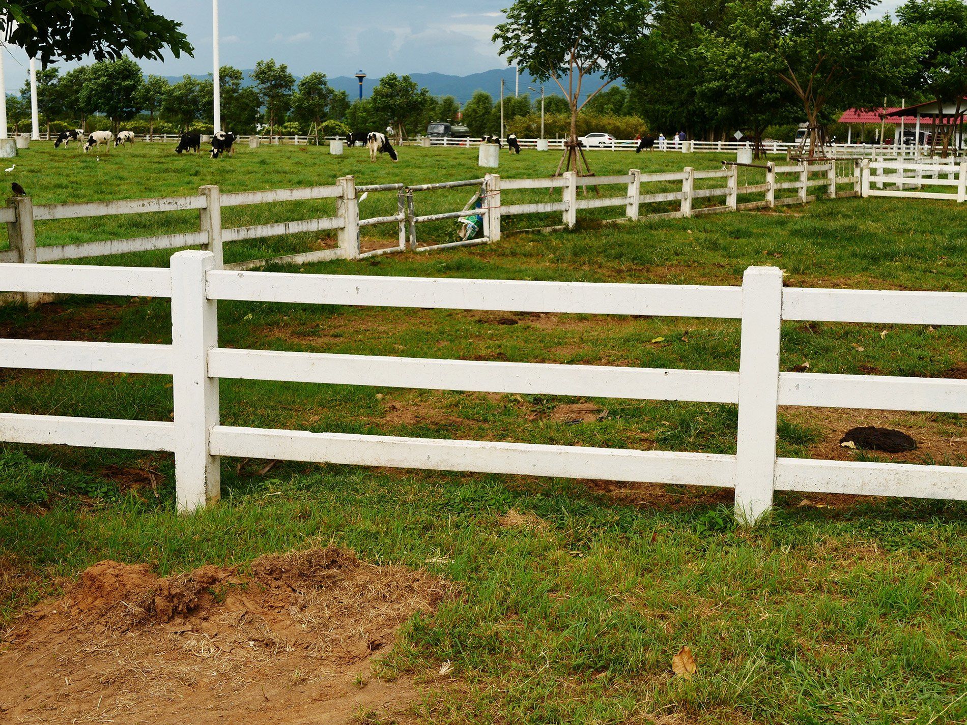 Vinyl Fence Surrounding Cattle