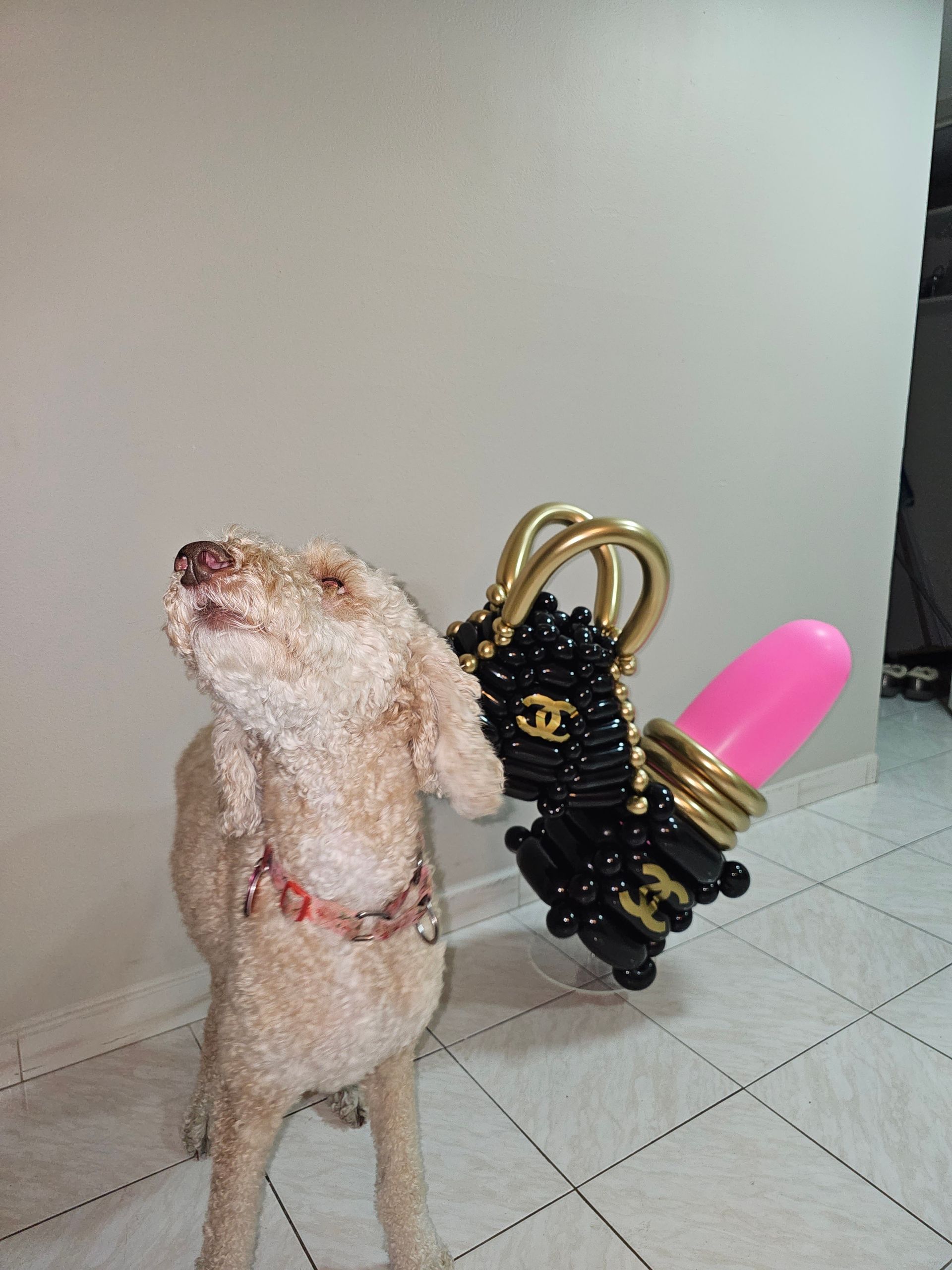 Dog looking up at a black and gold balloon purse with a pink lipstick balloon.
