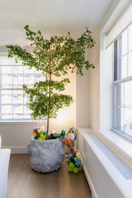 Large potted tree with green leaves, colorful gnome figures, next to windows.