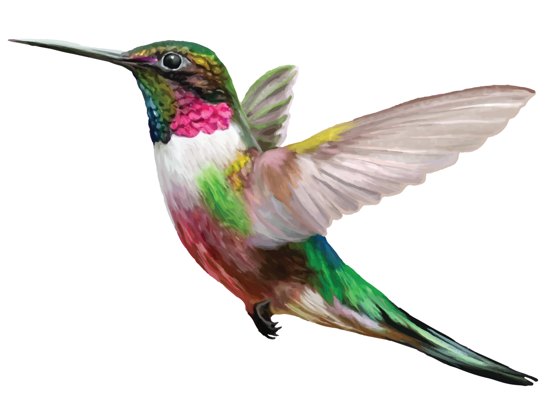 A colorful hummingbird is flying on a white background