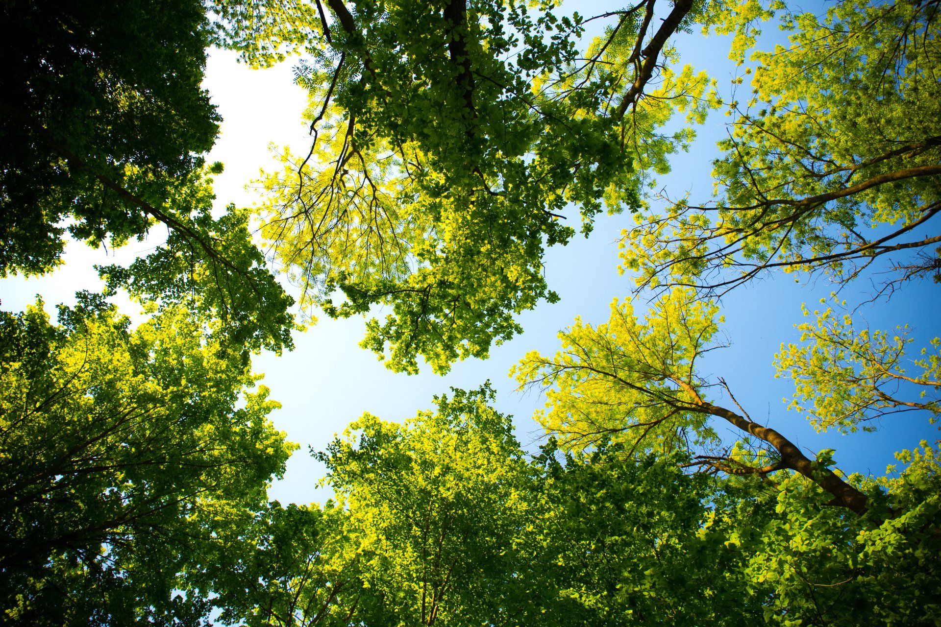 Looking up at the sky through the trees