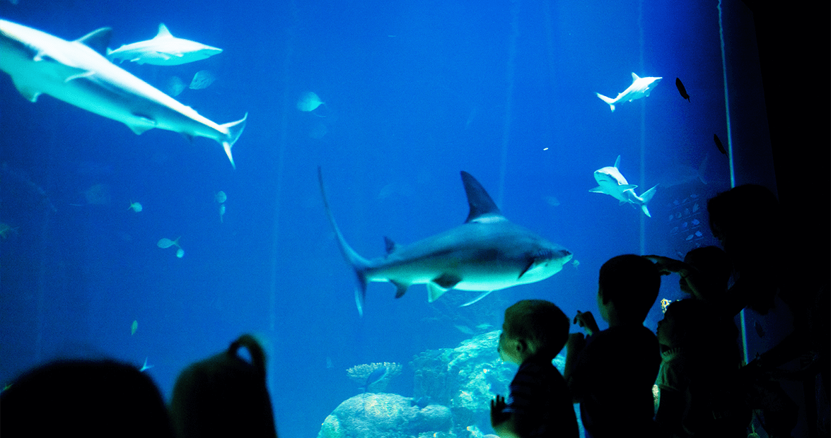 A group of people are looking at sharks in an aquarium.