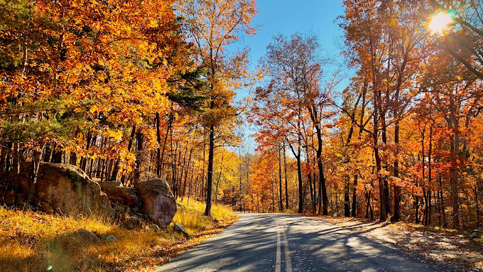 A road surrounded by trees with autumn leaves on them