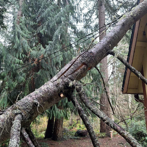 Tree branches on a house roof. Gray siding, wood railing and shingles, overcast sky.