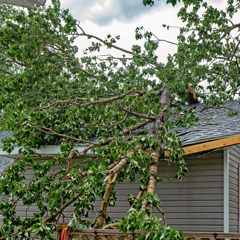 Tree branch fallen on a house, with visible damage to the roof.