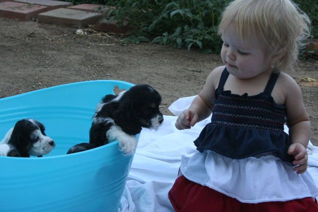 A little girl is playing with two Cocker Spaniel puppies in a blue tub