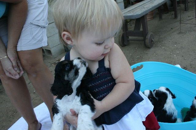A little girl is holding a black and white  Cocker Spaniel puppy