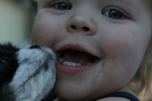 A close up of a child holding a Cocker Spaniel