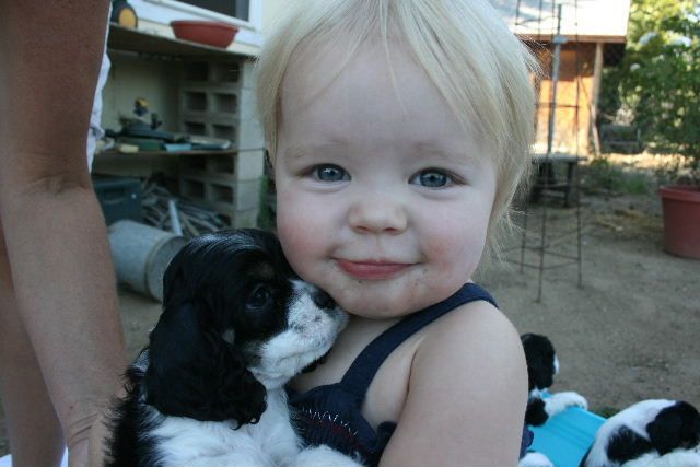 A little girl is holding a black and white  Cocker Spaniel puppy.