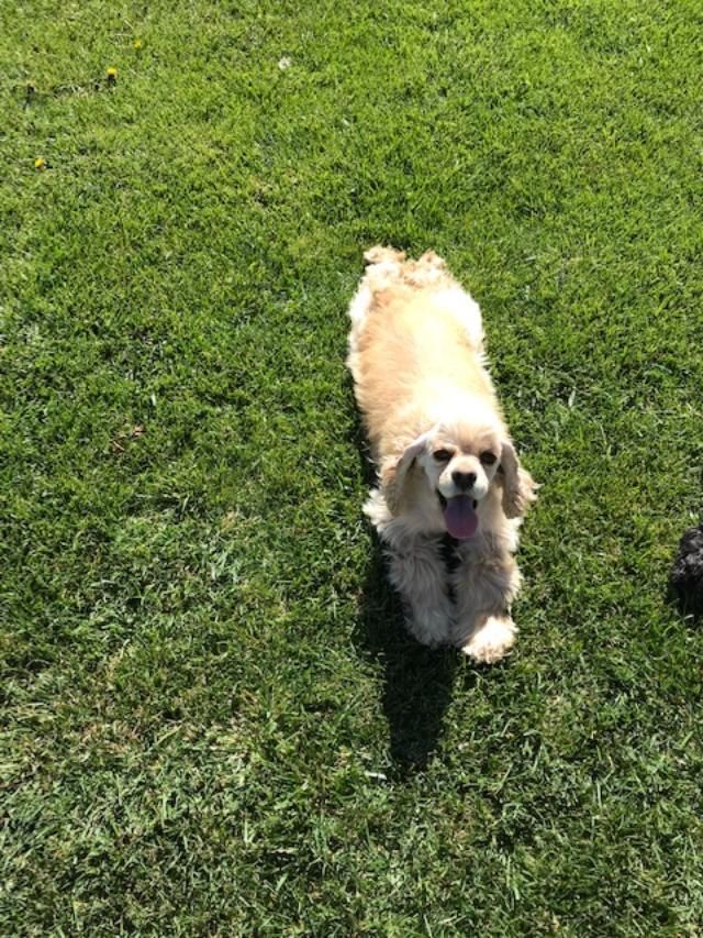 A small dog is walking on a lush green field.