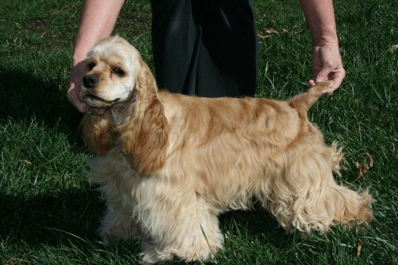 A person is holding a cocker spaniel in the grass
