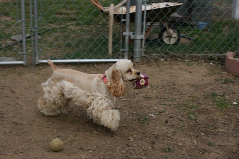 A cocker spaniel is playing with a ball in a yard