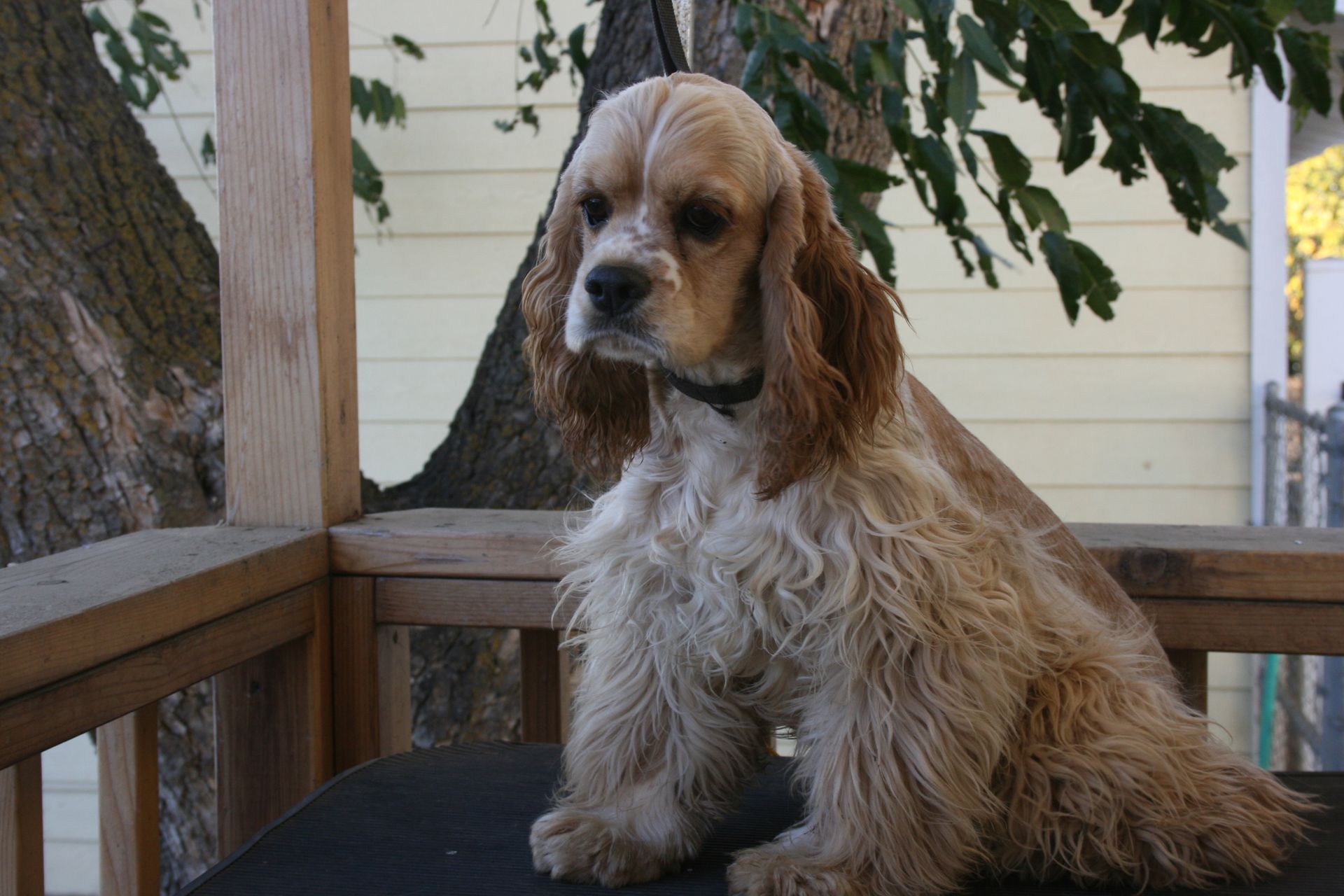 A cocker spaniel is sitting on a porch looking at the camera.