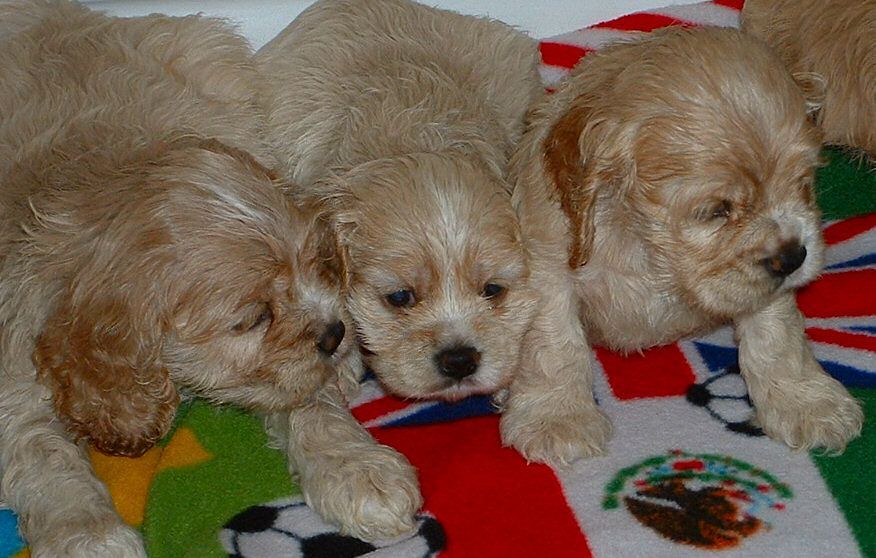 Three Cocker Spaniel puppies are laying on a blanket with soccer balls on it.