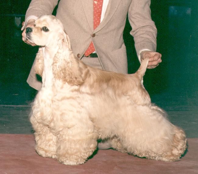 A man in a suit and tie is standing next to a cocker spaniel