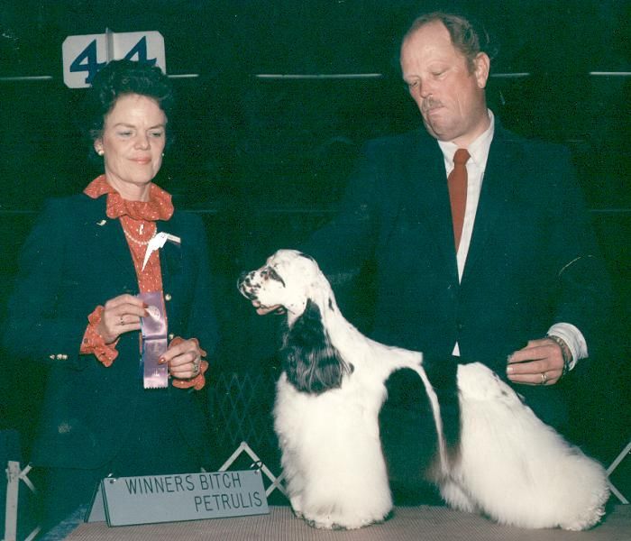 A woman and man showing an award for a prized  Cocker Spaniel at a show.