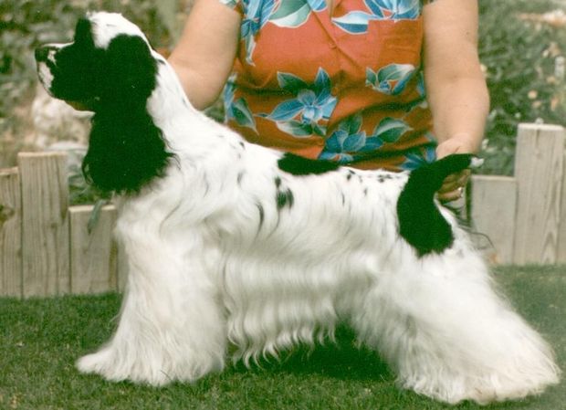 A woman is holding a black and white cocker spaniel