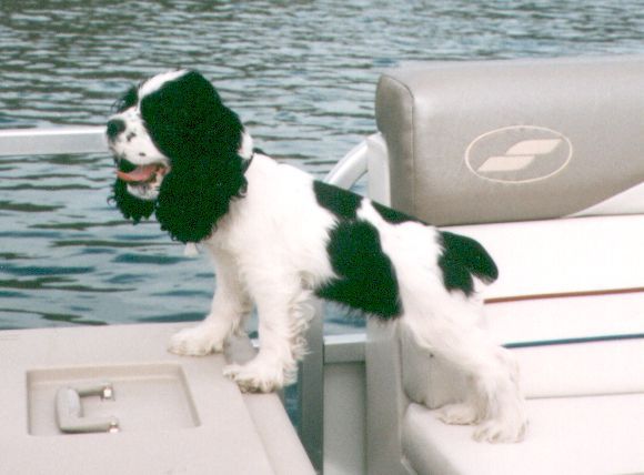 A black and white cocker spaniel standing on a boat