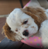 A brown and white puppy is laying on a pink pillow