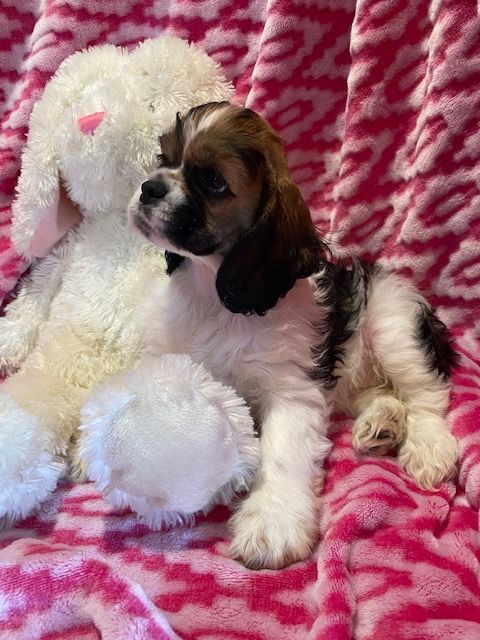 A brown and white Cocker Spaniel puppy is laying next to a stuffed animal on a pink blanket.