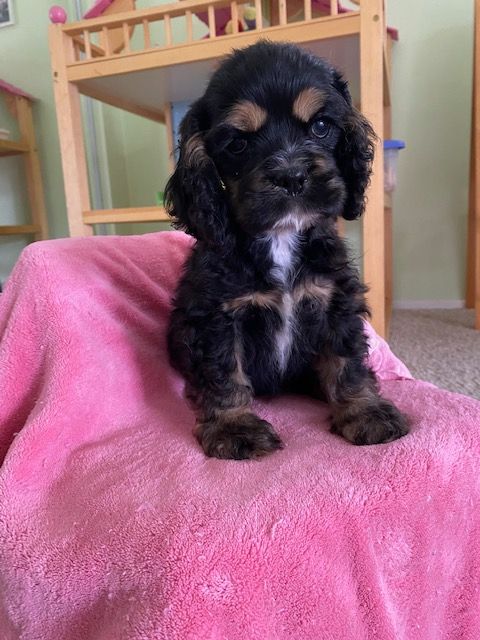 A cocker spaniel puppy is sitting on a pink blanket.