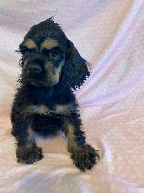A cocker spaniel puppy is sitting on a pink blanket.