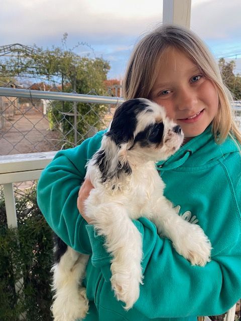 A little girl is holding a black and white  Cocker Spaniel puppy in her arms.