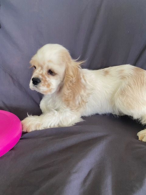 A cocker spaniel puppy is laying on a couch next to a pink frisbee