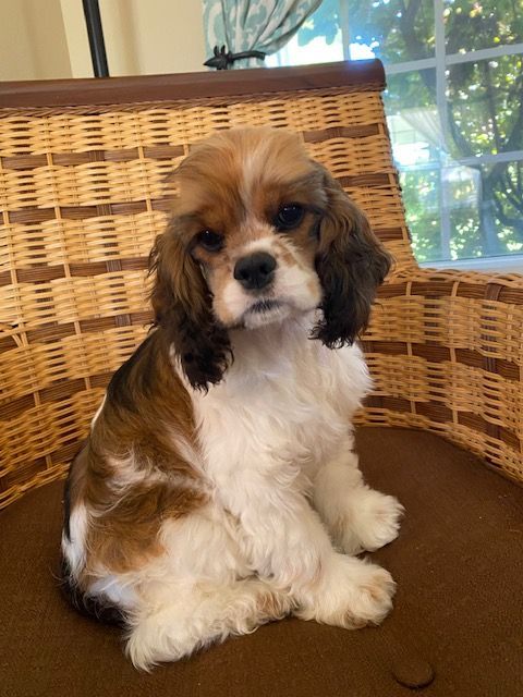 A brown and white cocker spaniel puppy is sitting in a wicker chair.