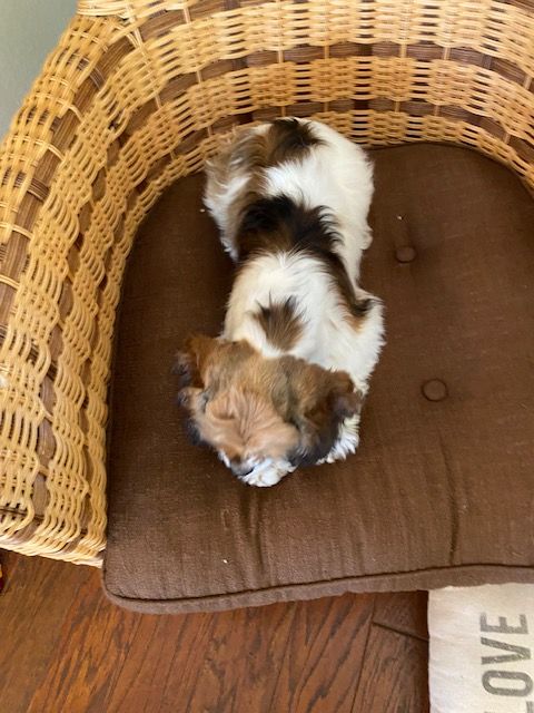 Two  Cocker Spaniel puppies are sleeping in a wicker chair