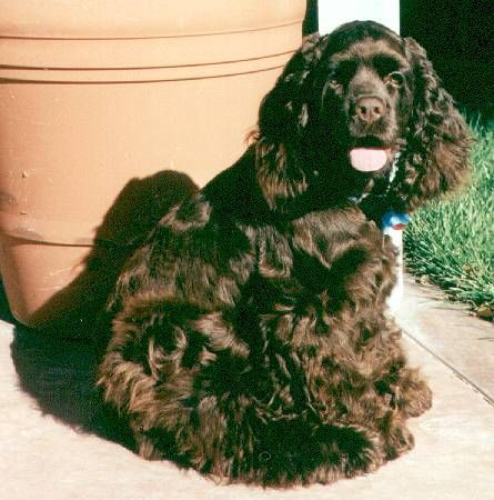A cocker spaniel with its tongue hanging out