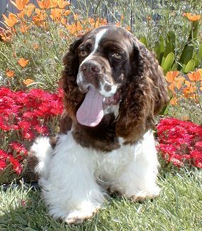 A brown and white dog laying in the grass with its tongue hanging out