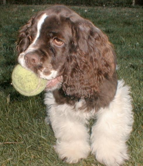 A brown and white  Cocker Spaniel is holding a tennis ball in its mouth