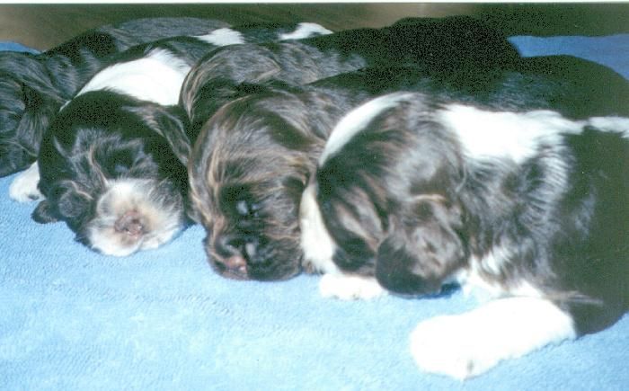 A group of Cocker Spaniel puppies are sleeping on a blue blanket.