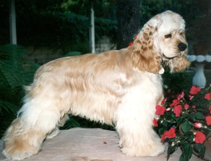 A cocker spaniel is standing next to some red flowers