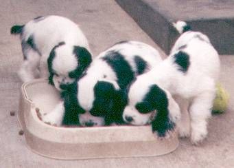 Three black and white Cocker Spaniel puppies are playing in a dog bed.