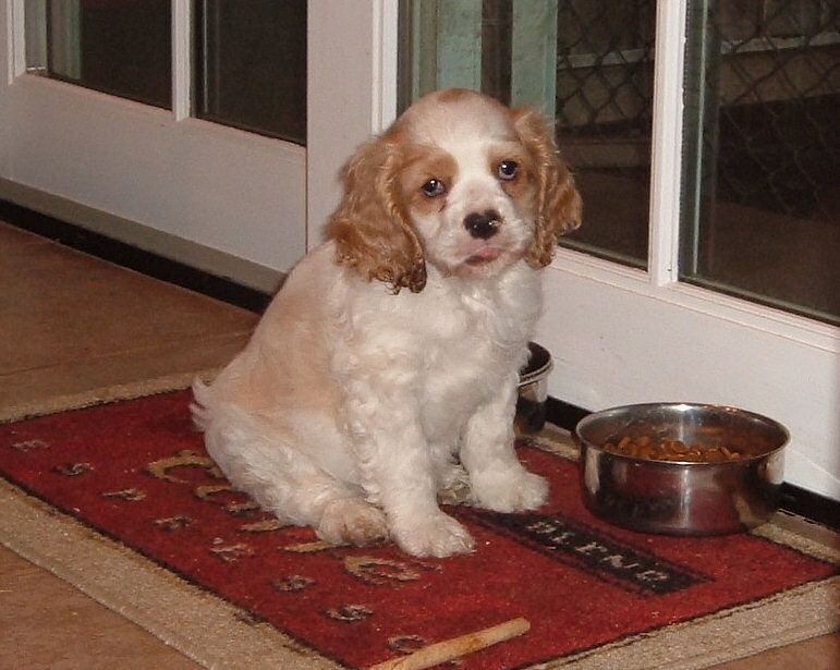 A cocker spaniel puppy sits on a door mat next to a bowl of food