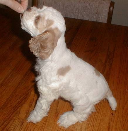 A brown and white puppy is sitting on a wooden table