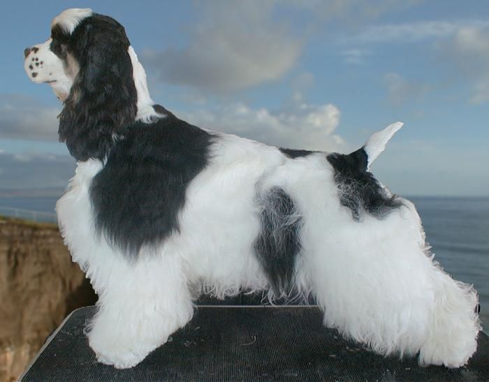 A black and white cocker spaniel is standing on a ledge overlooking the ocean